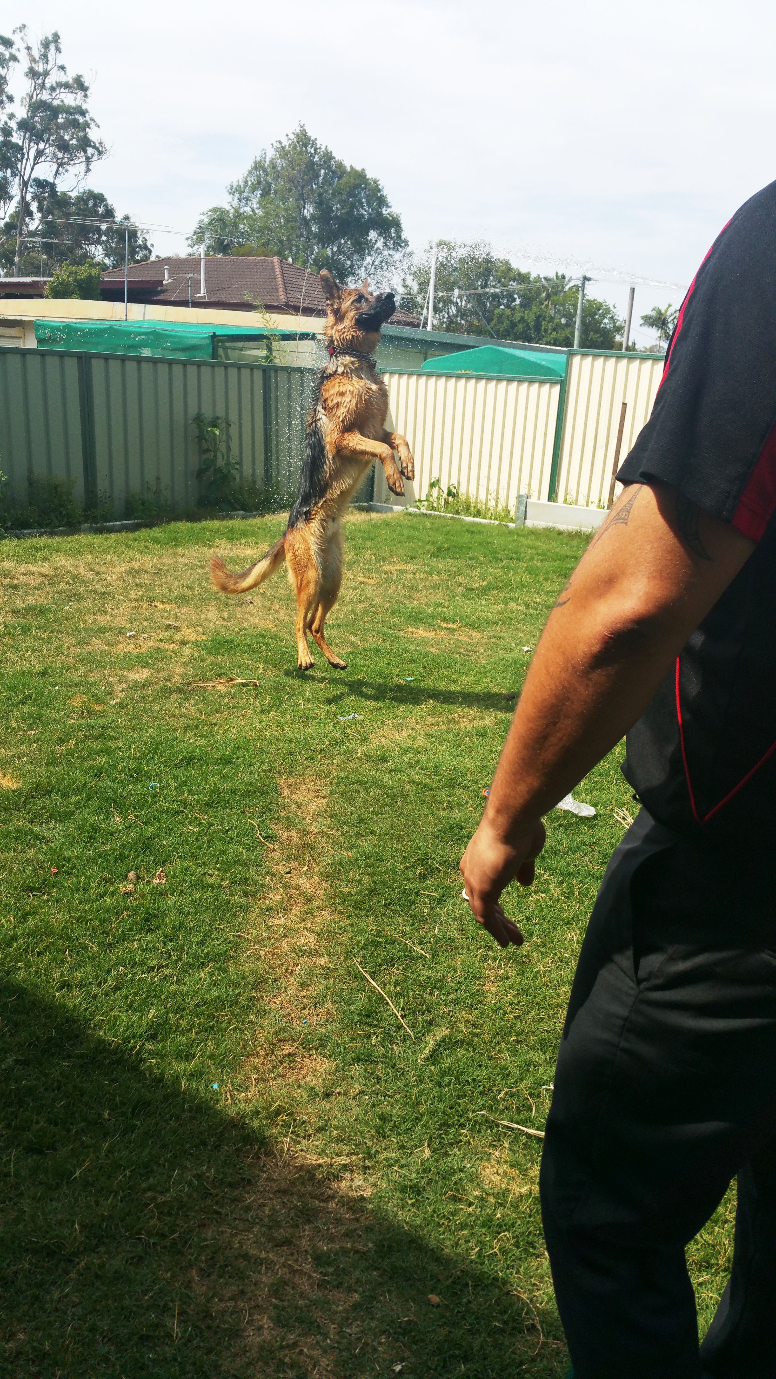 german shepherd puppy