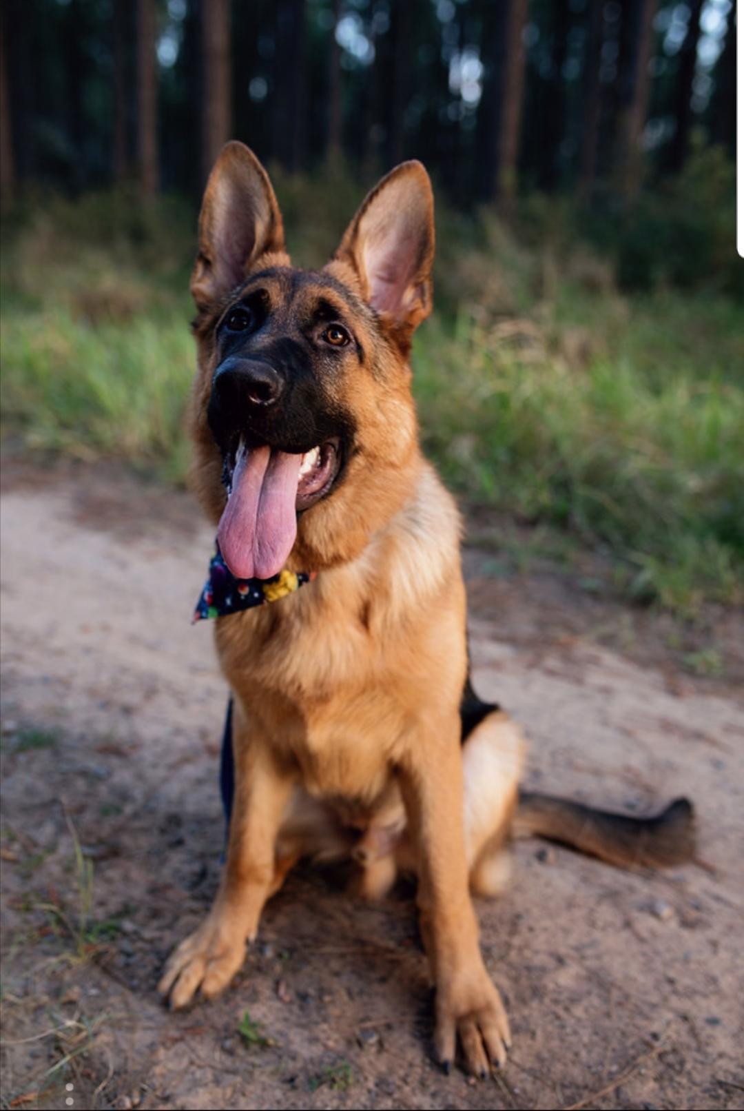 german shepherd puppy