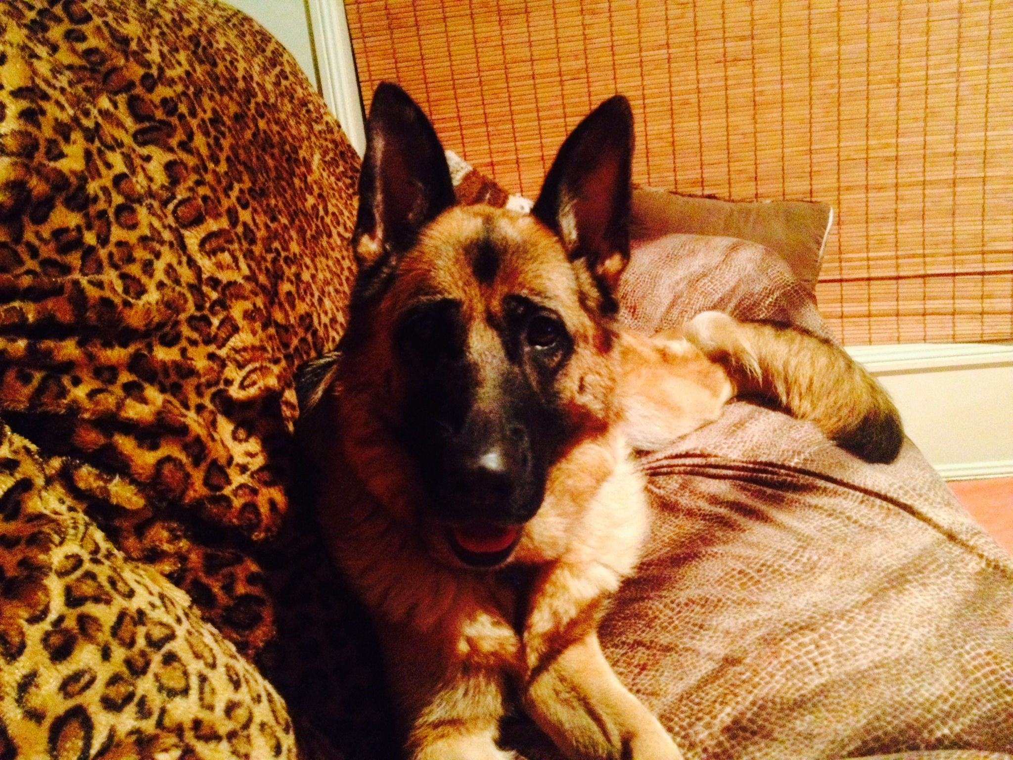 German-Shepherd-female-on-lounge