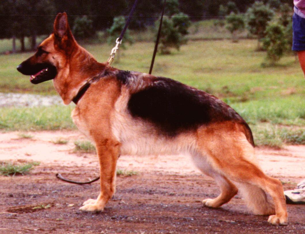 German-Shepherd-female-show-dog-Rosie-Standing