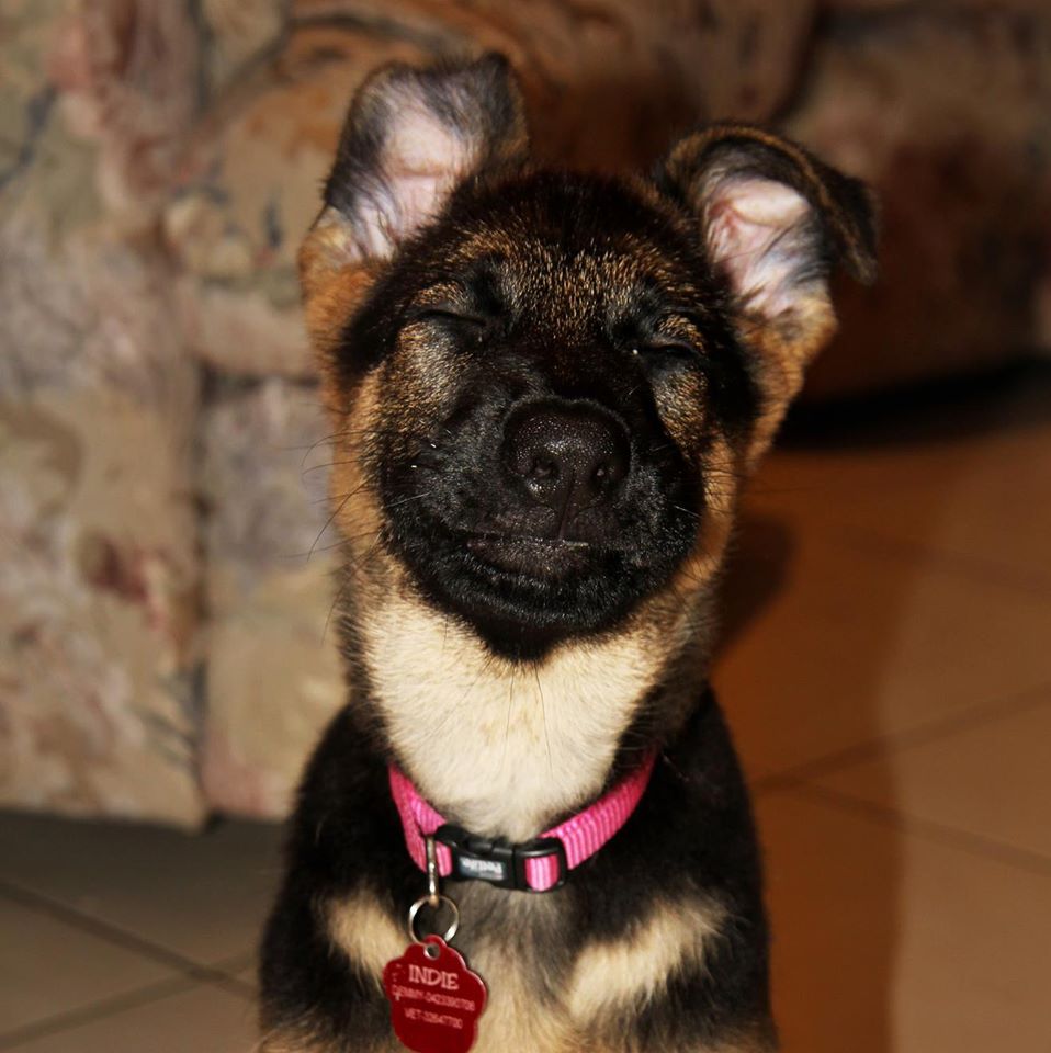 german shepherd puppy