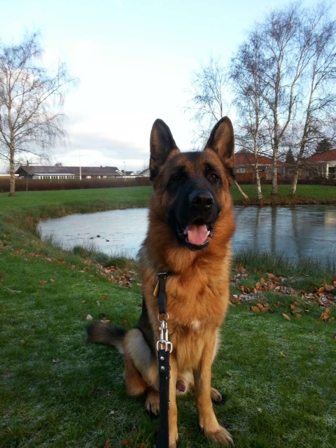 german shepherd puppy