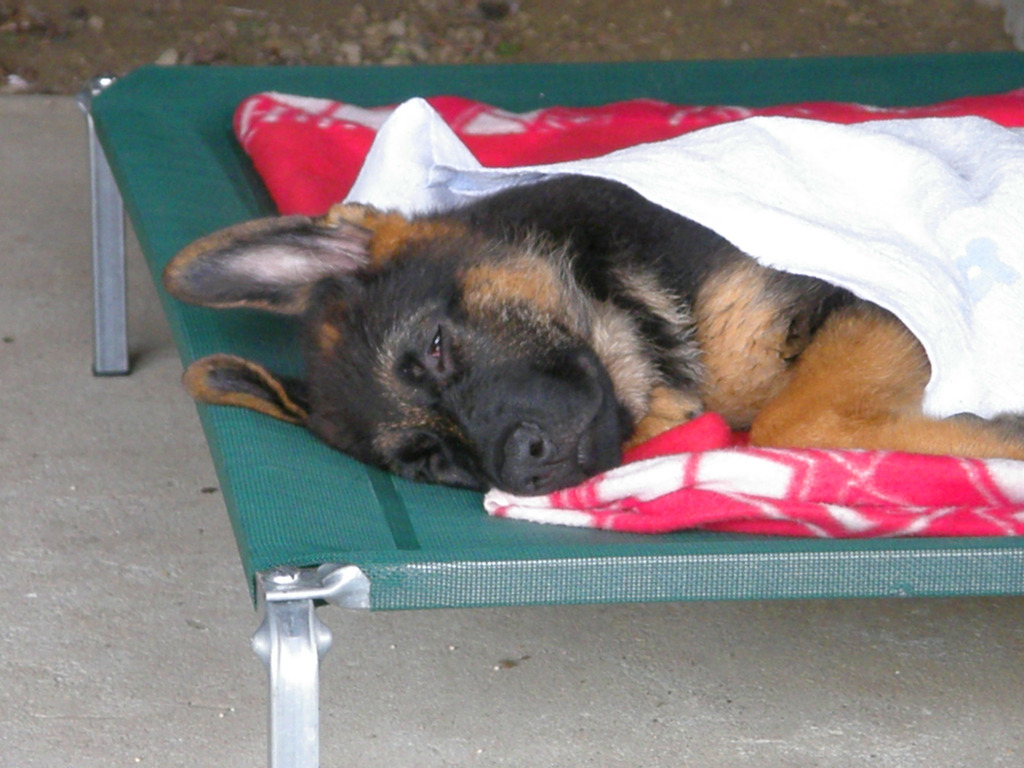 german shepherd puppy