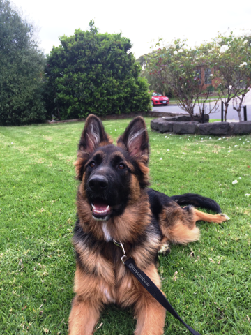 german shepherd puppy