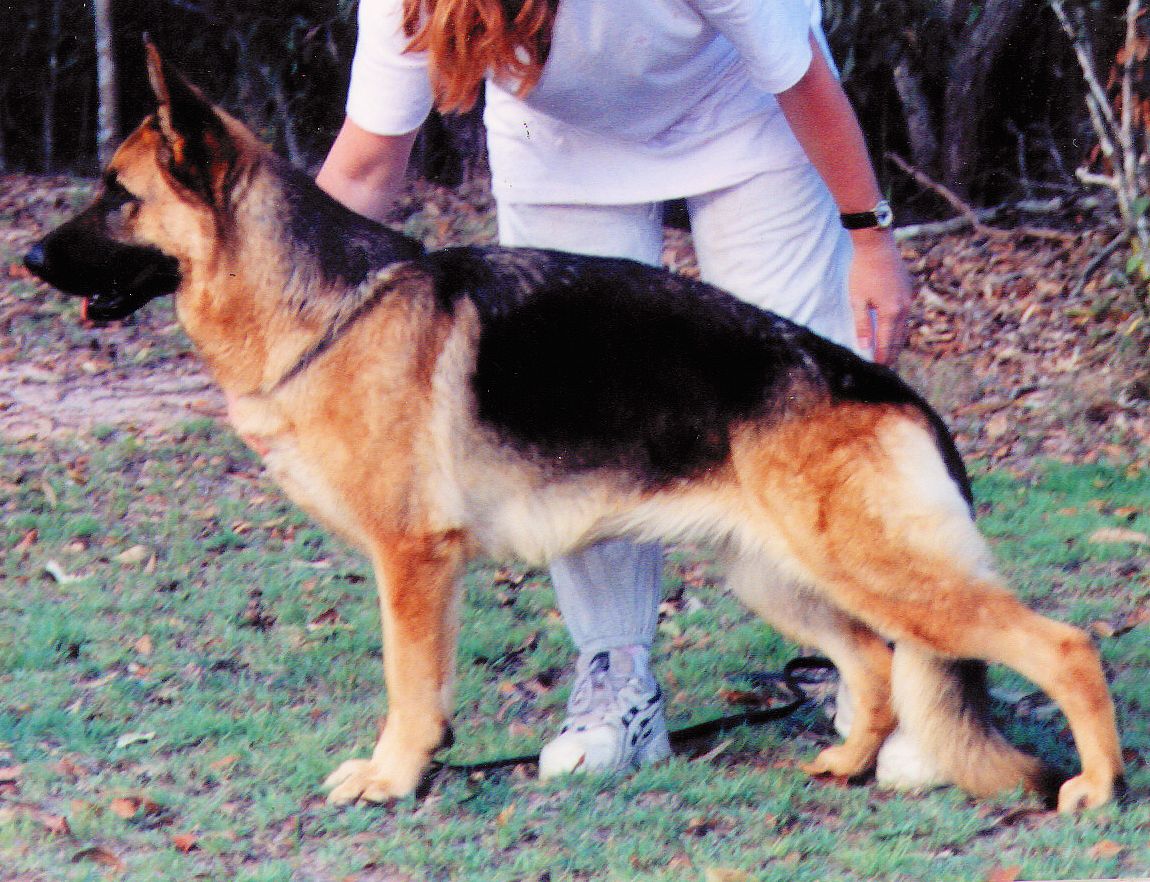 german-shepherd-female-show-dog-Dam-of-Zpartacus german shepherd puppy