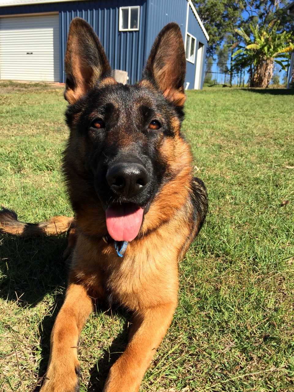 german shepherd puppy