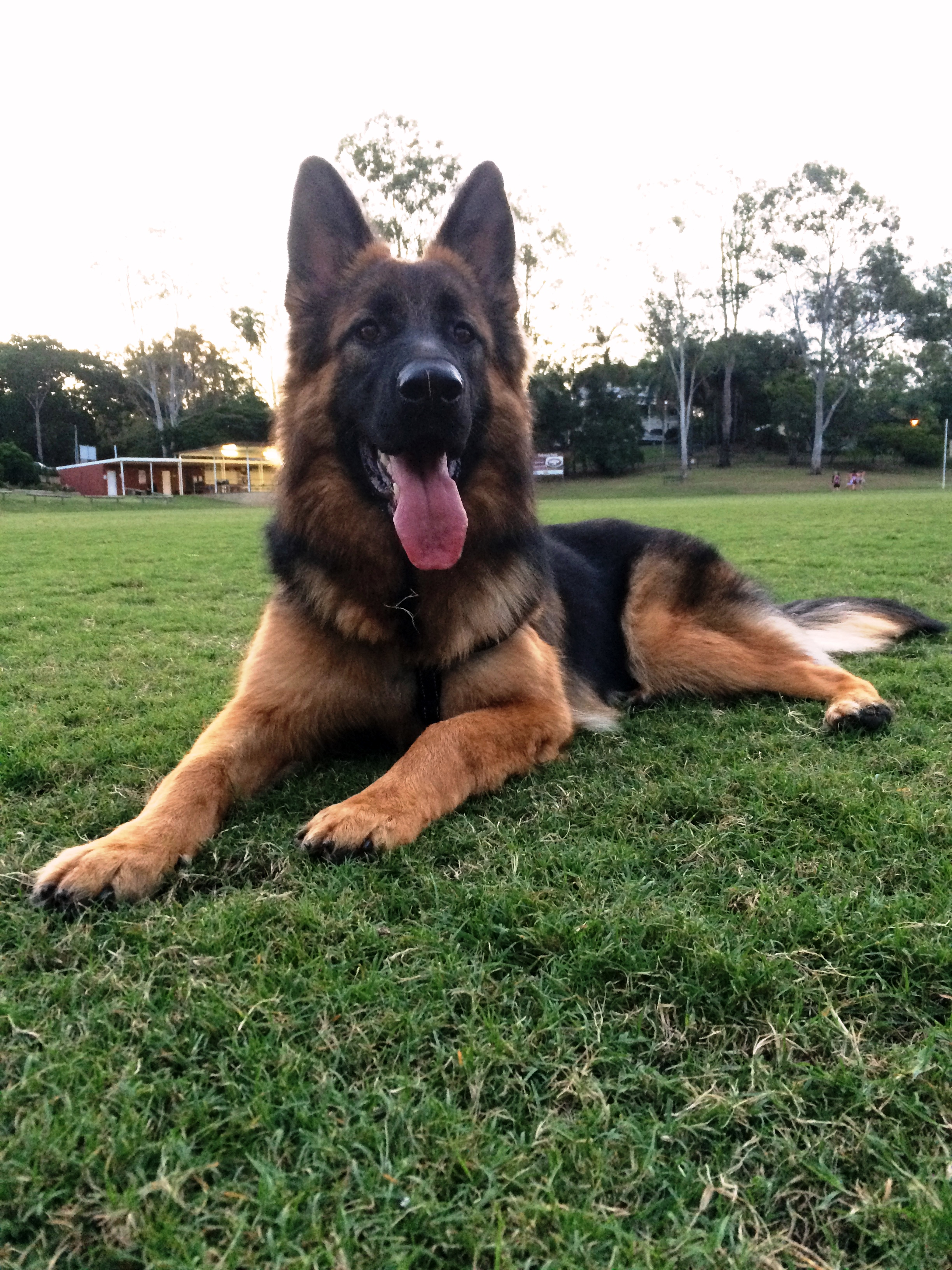 german shepherd puppy