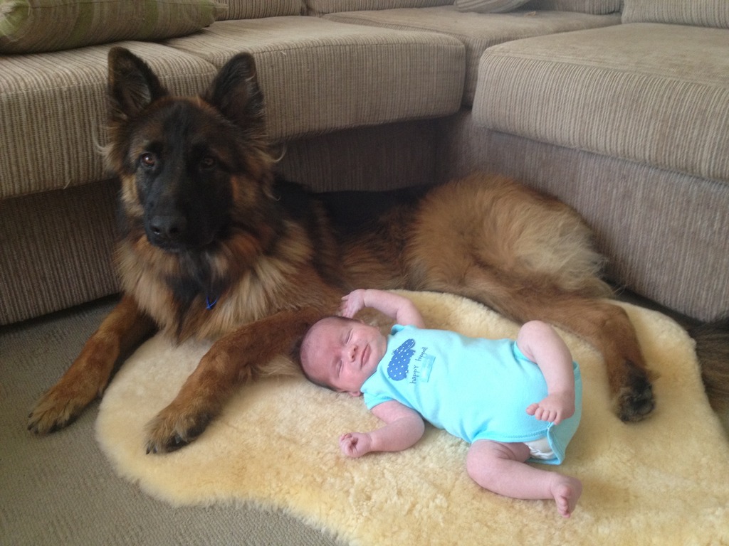 german-shepherd-male-long-coat-with-little-baby