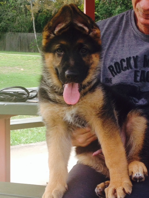 german-shepherd-male-pup-12-weeks-Zingo