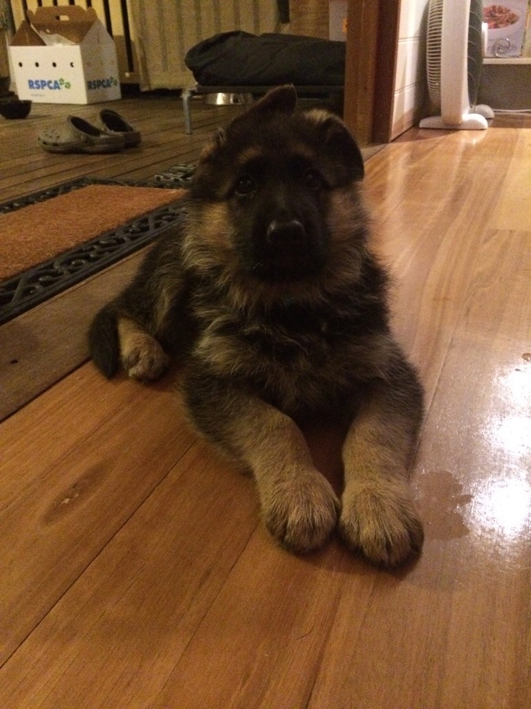 german-shepherd-male-puppy-with-lovely-coat