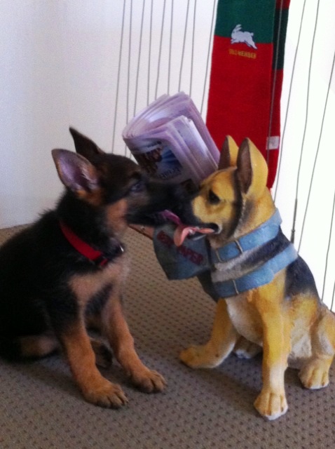 german-shepherd-puppy-and-german-shepherd-puppy-statue