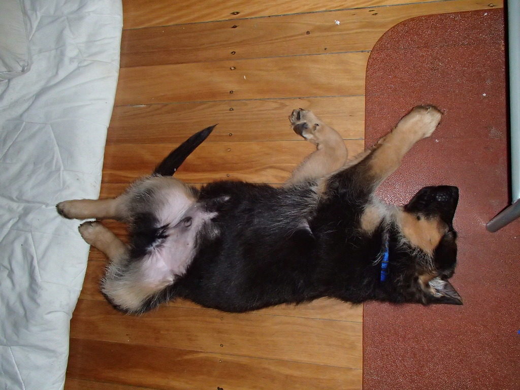 german-shepherd-puppy-flat-out