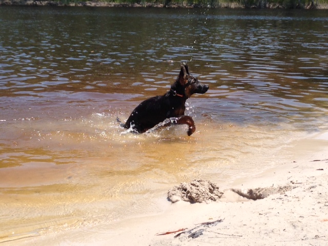 german-shepherd-puppy-playing-on-the-beach-2