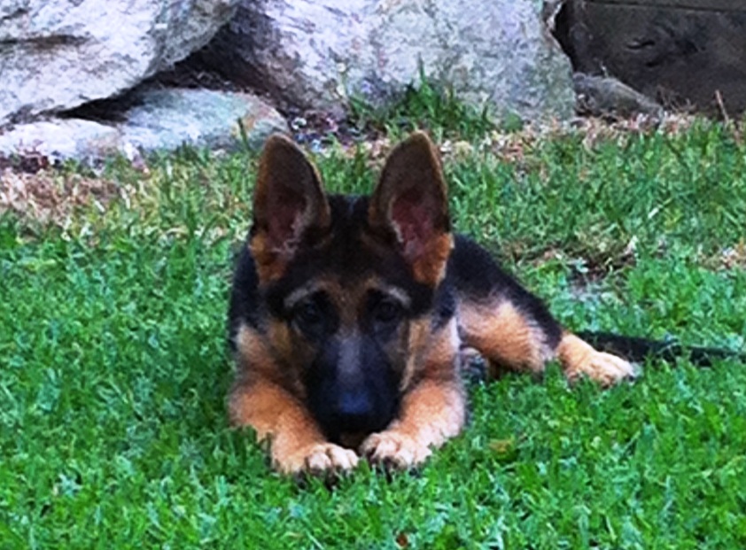 german-shepherd-puppy-so-cute