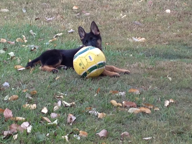 german-shepherd-puppy-with-her-big-ball