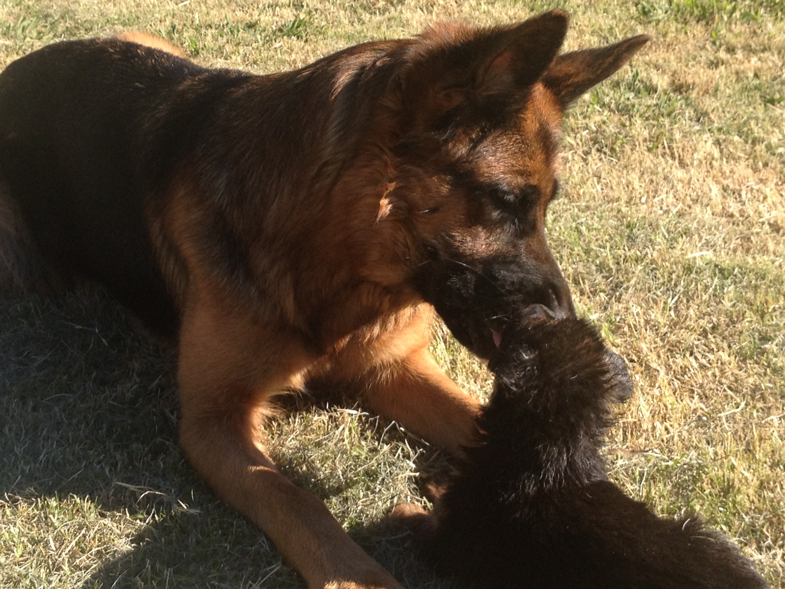 mum-with-german-shepherd-puppy