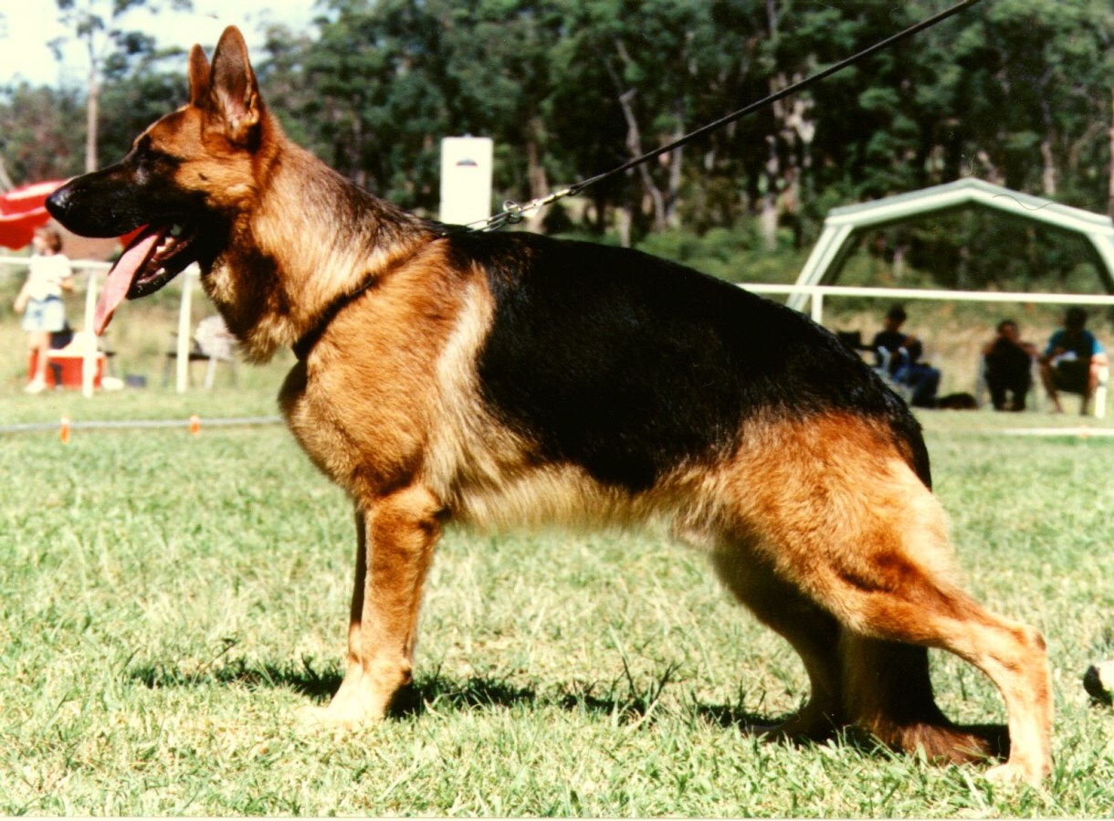 ninasararingo-001 german shepherd puppy