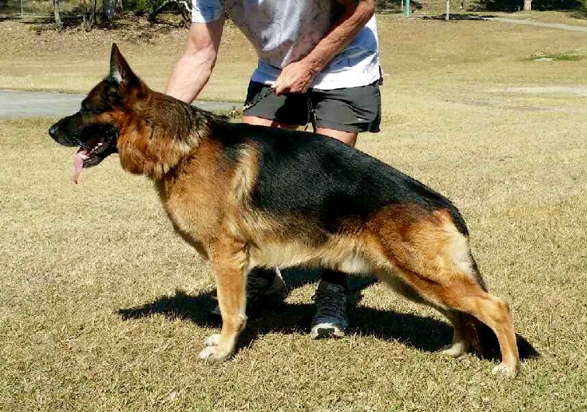 german shepherd puppy