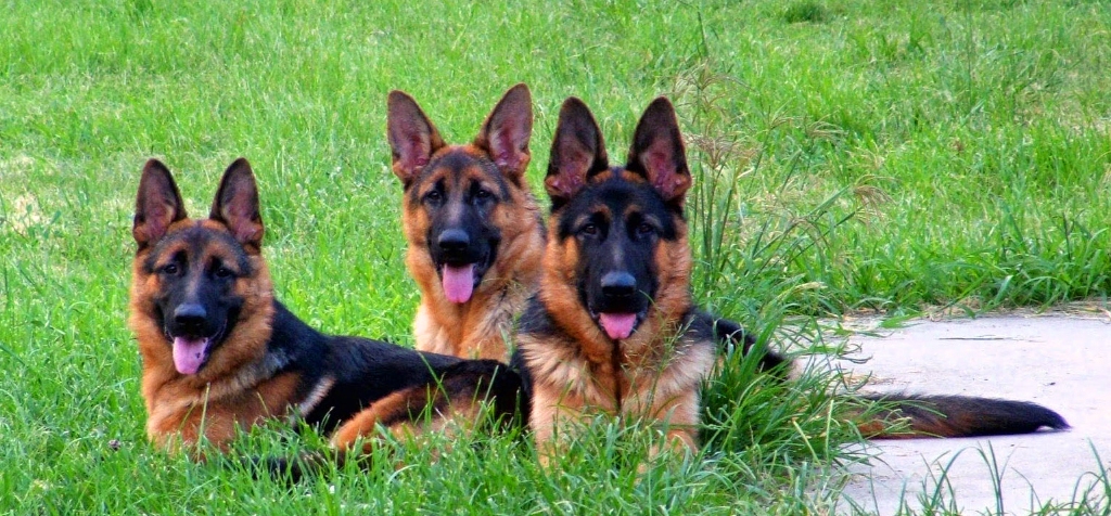 three-german-shepherd-litter-mates-at-8mths-old