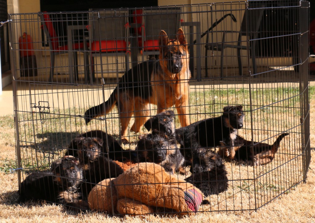 german shepherd puppy in enclosure