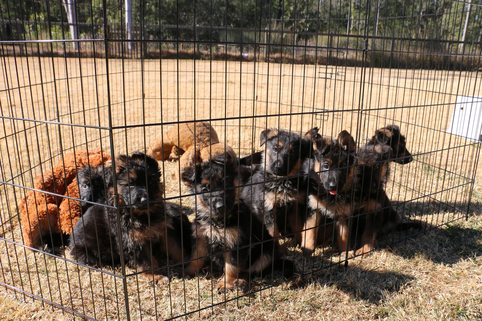 very-cute-litter-of-german-shepherd-puppies