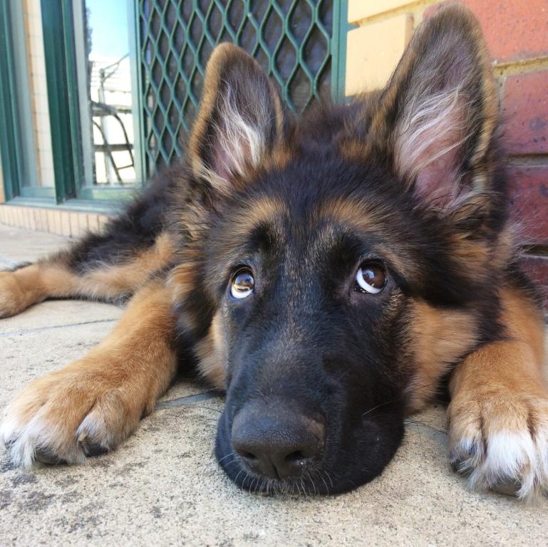 german shepherd puppy