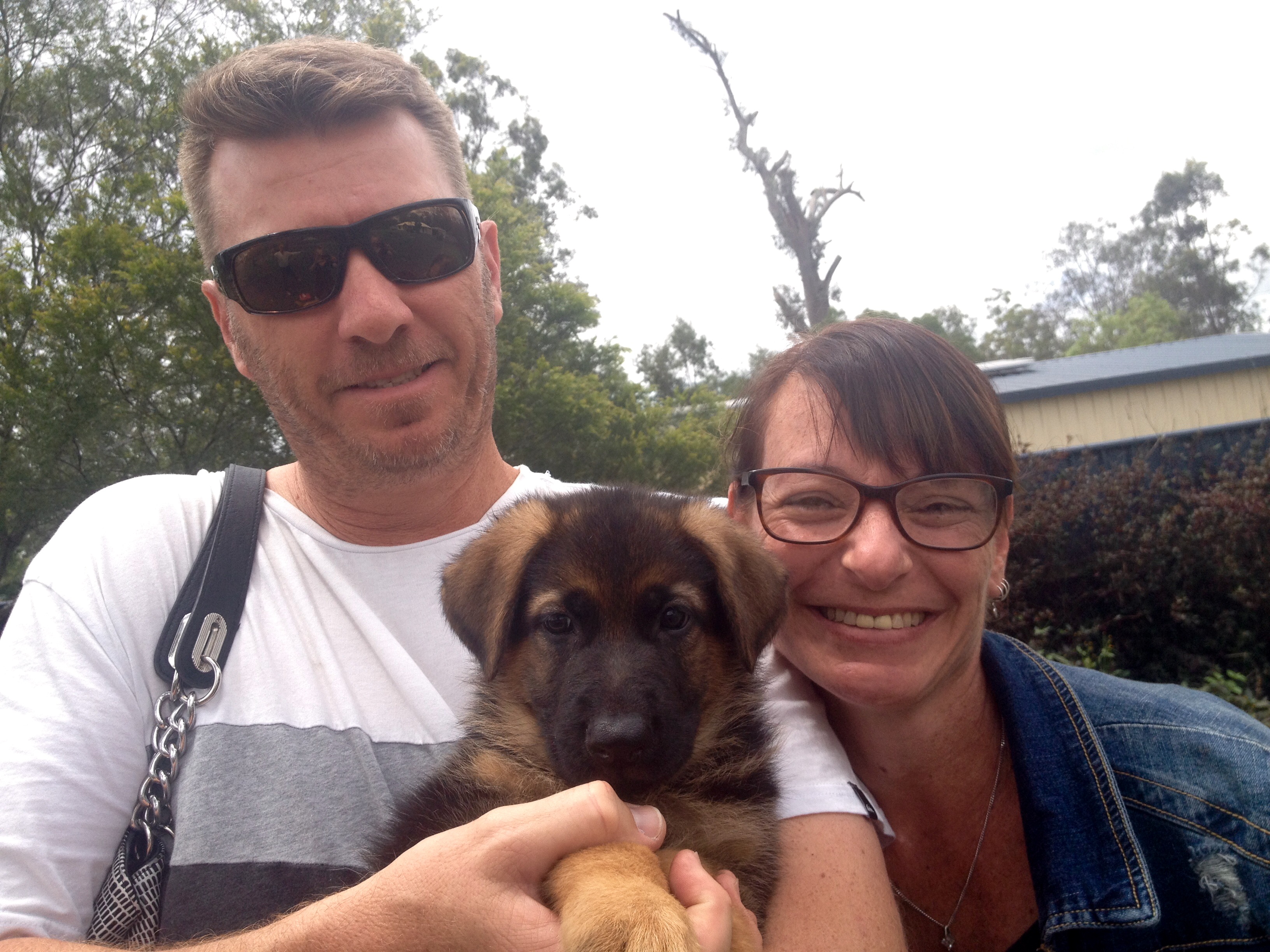 german shepherd puppy