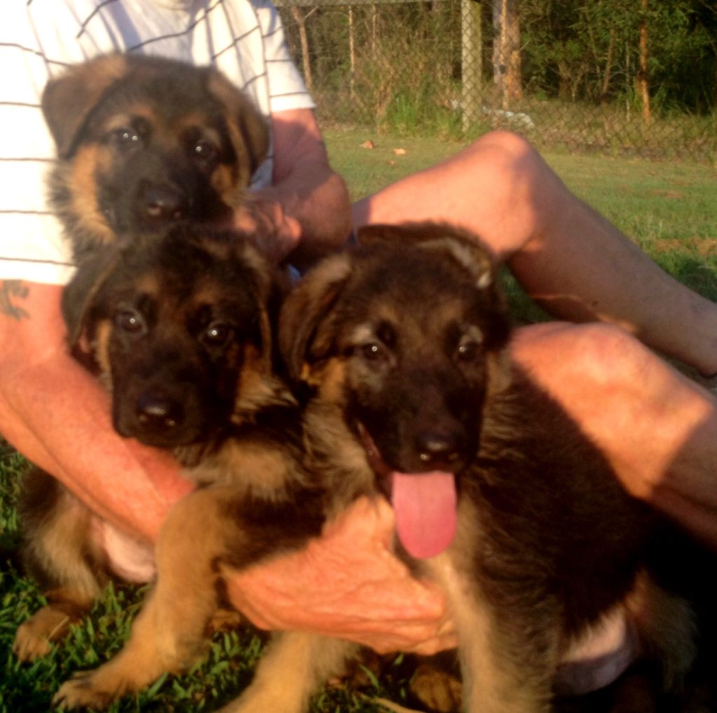 german shepherd puppy