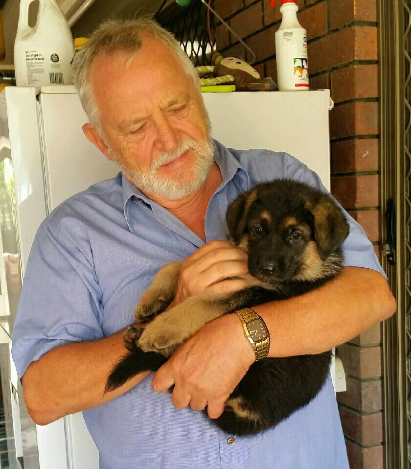 odins german shepherd puppies 5