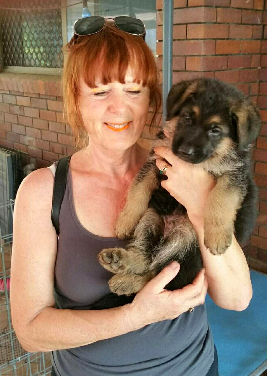 odins german shepherd puppies 4