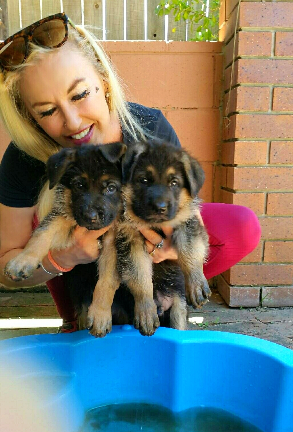 odins german shepherd puppies 7