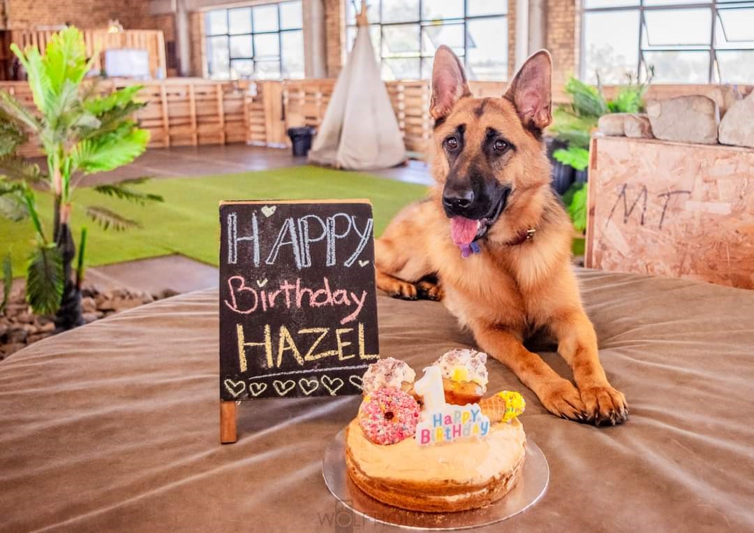German Shepherd Hazel celebrating 1st birthday