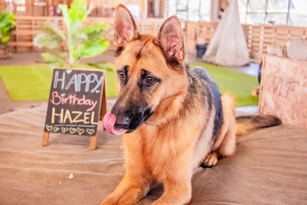 German Shepherd female celebrating 1st birthday