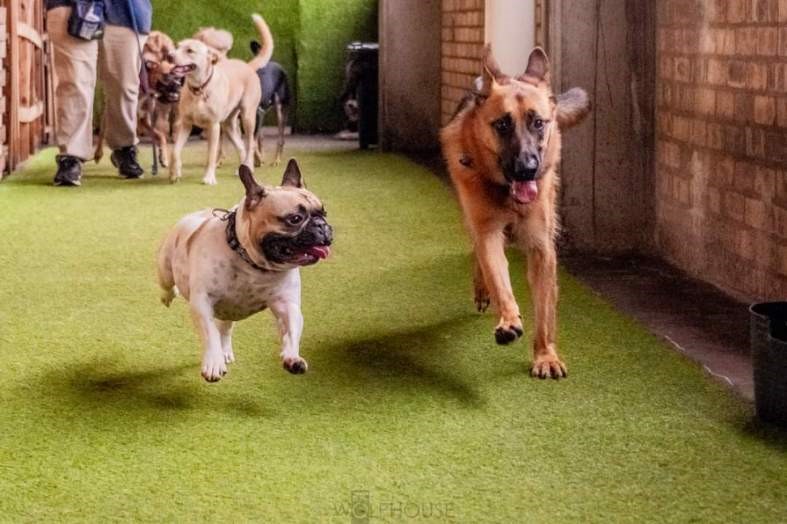 German Shepherd Female puppy having fun at Day Care