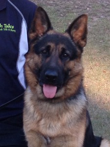 12mth-old-german-shepherd-male