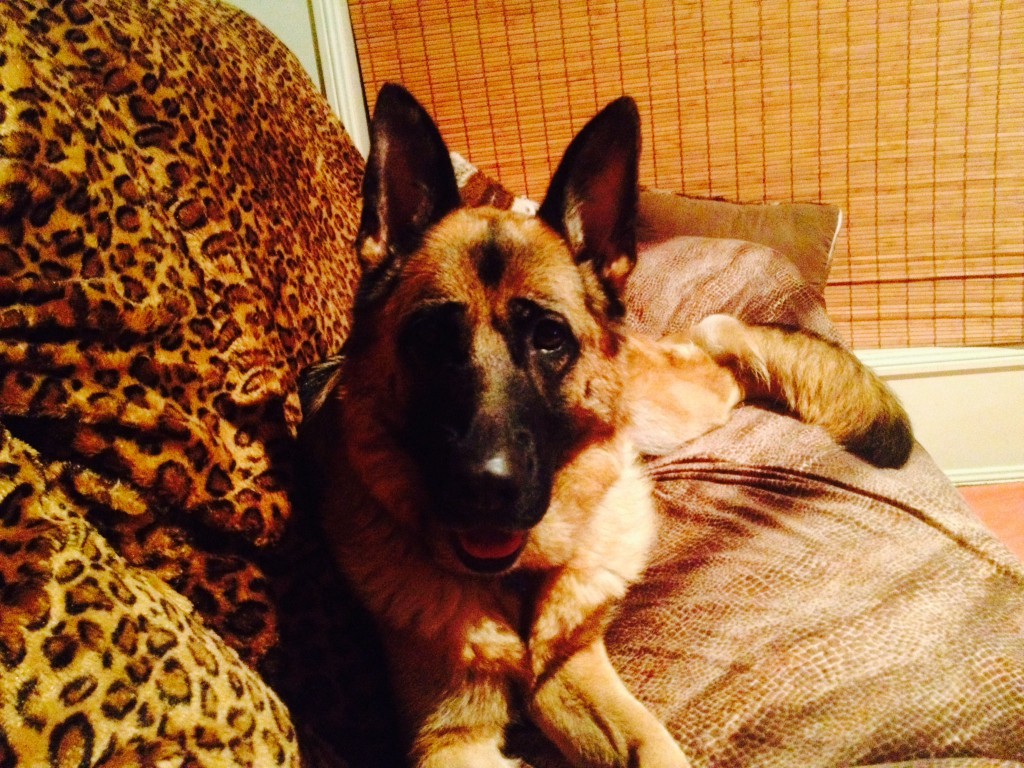 german-shepherd-female-on-lounge-leishjaclyn-german-shepherds