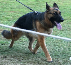 german-shepherd-female-in-the-showring