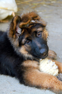 german-shepherd-female-long-coat-puppy-with-kong