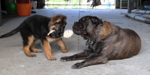 german-shepherd-long-coat-puppy-female-playing-tug-with-friend