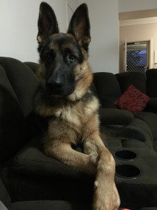 german-shepherd-puppy-on-his-lounge