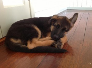 german-shepherd-puppy-sleeping-with-1-ear-up