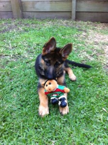 german-shepherd-puppy-with-her-favourity-toy