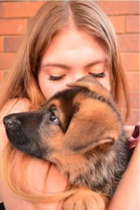 german shepherd puppy