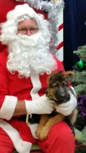 leishjaclyn german shepherds puppies
