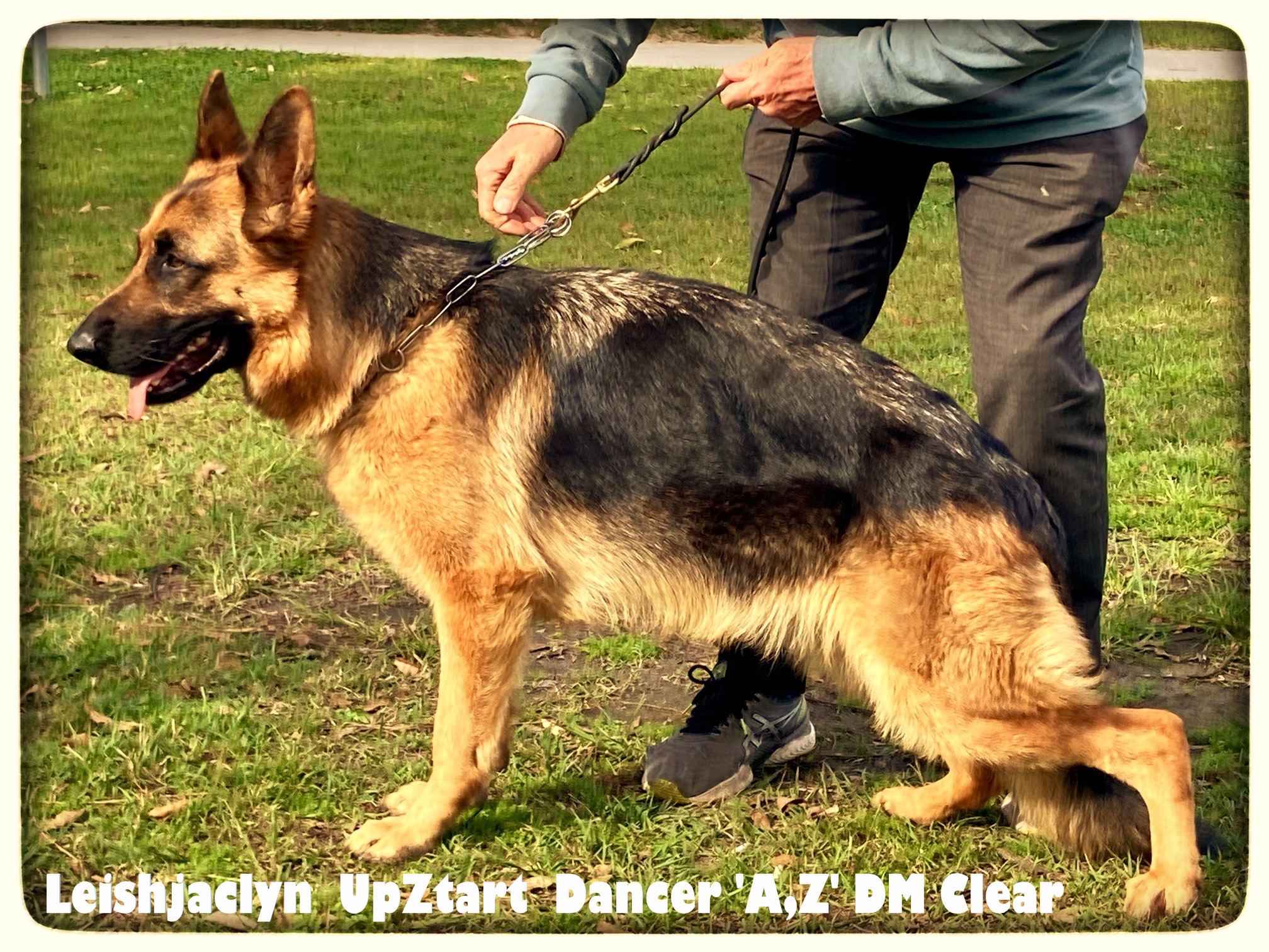 German Shepherd Female Leishjaclyn UpZtart Dancer