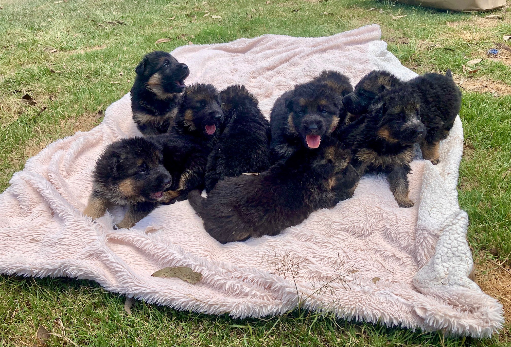 German Shepherd puppies at 3 weeks