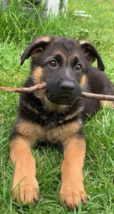 Mia German Shepherd female puppy with her favourite stick