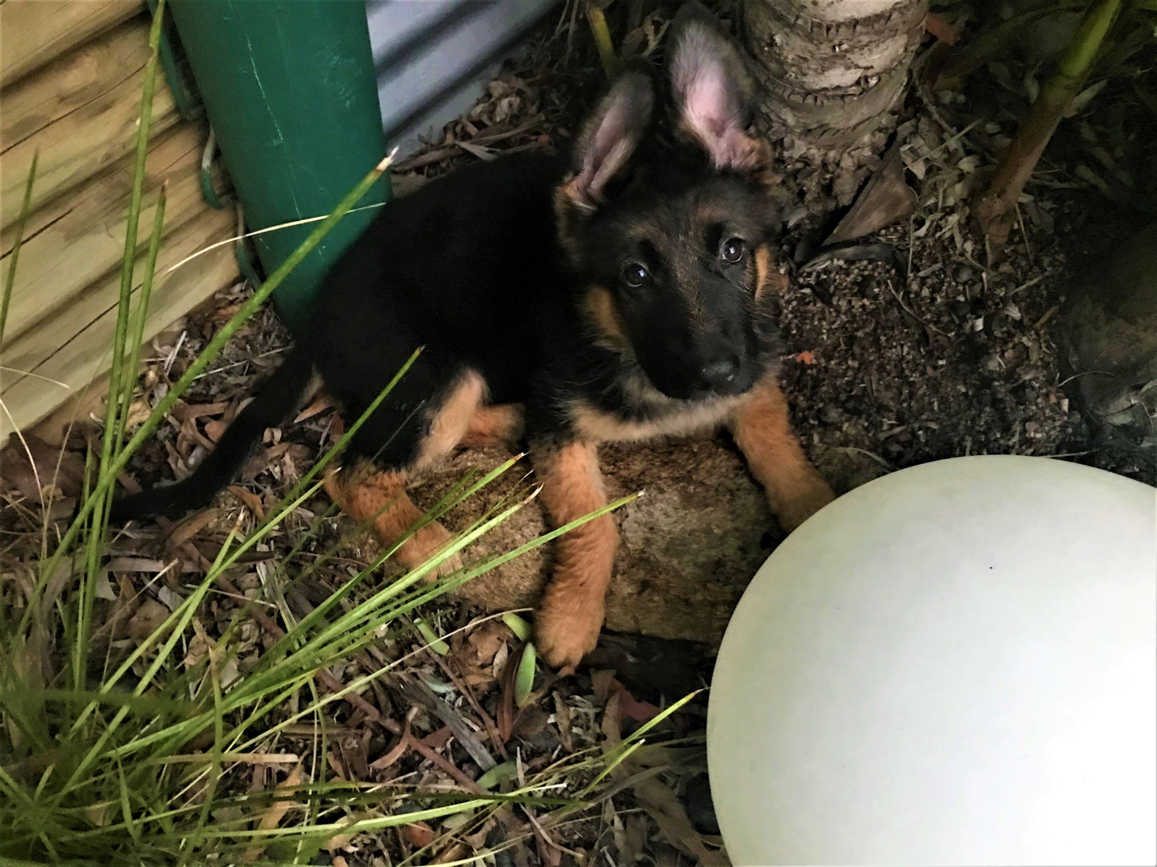 German Shepherd female puppy Hatti in new home