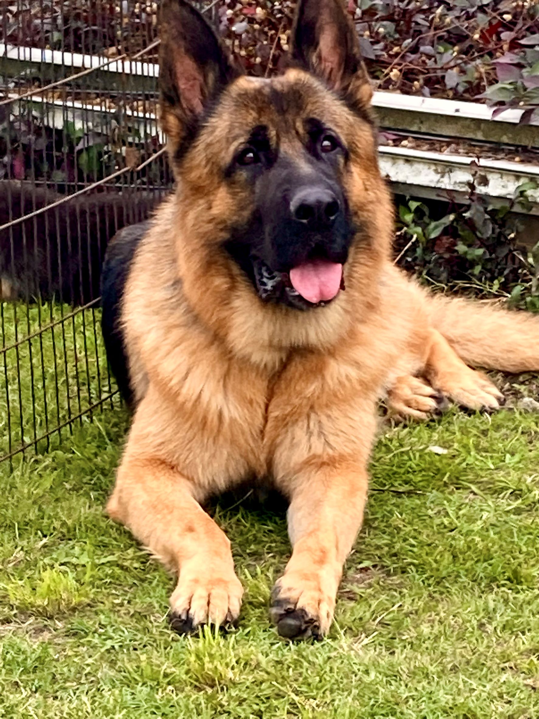 German Shepherd Adult Male Rollo