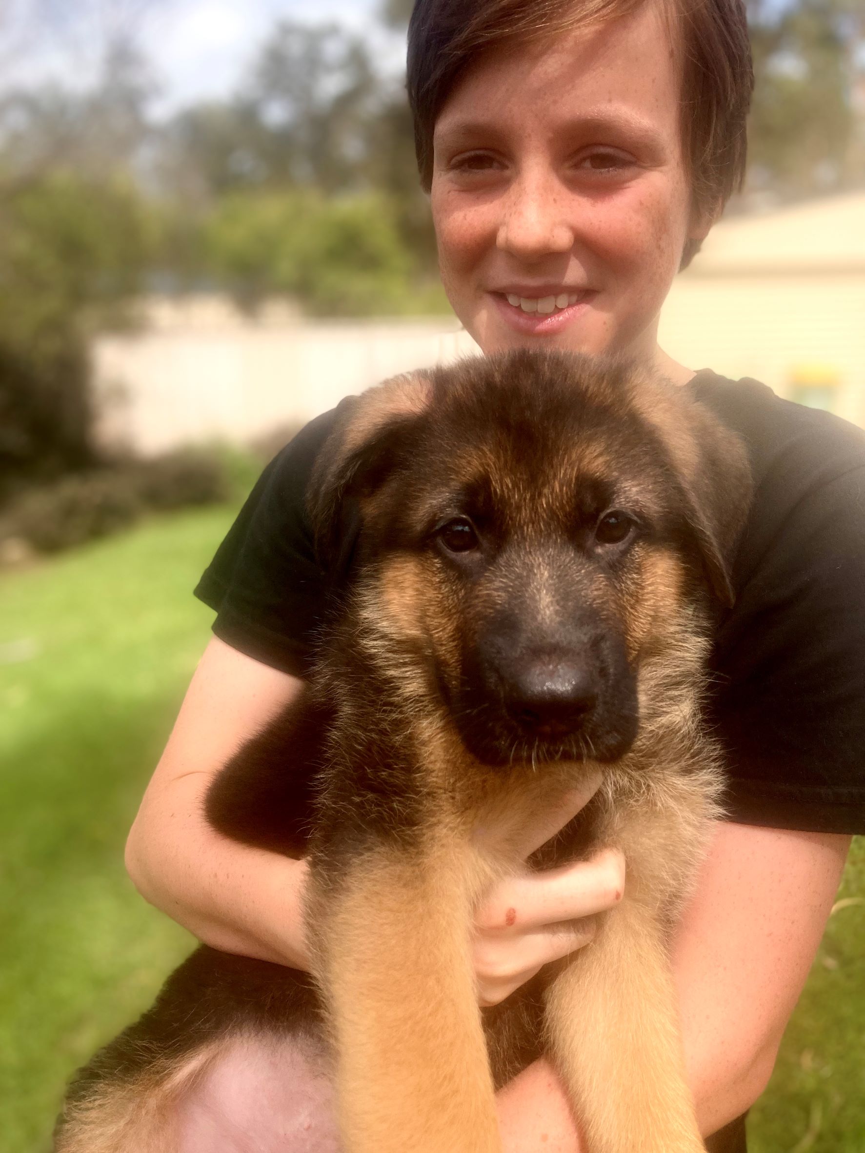 German Shepherd Male Puppy Ragner pick up day